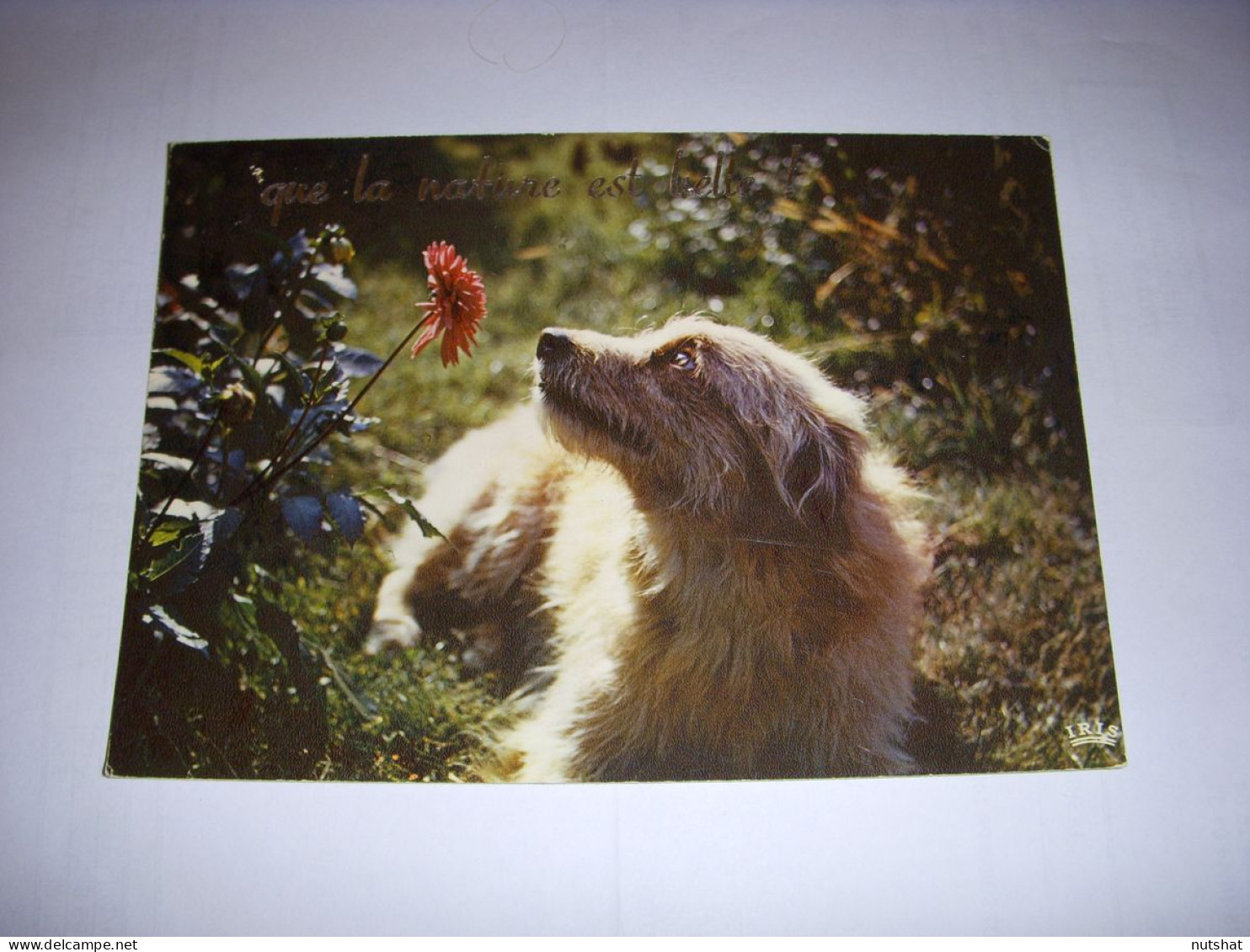 CP CARTE POSTALE MESSAGE CHIEN Que La Nature Est Belle ! ECRITE - Hunde