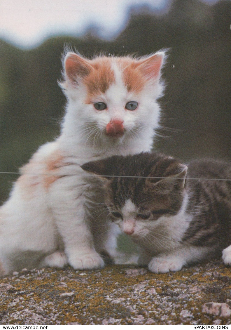 GATO GATITO Animales Vintage Tarjeta Postal CPSM #PAM301.ES - Cats