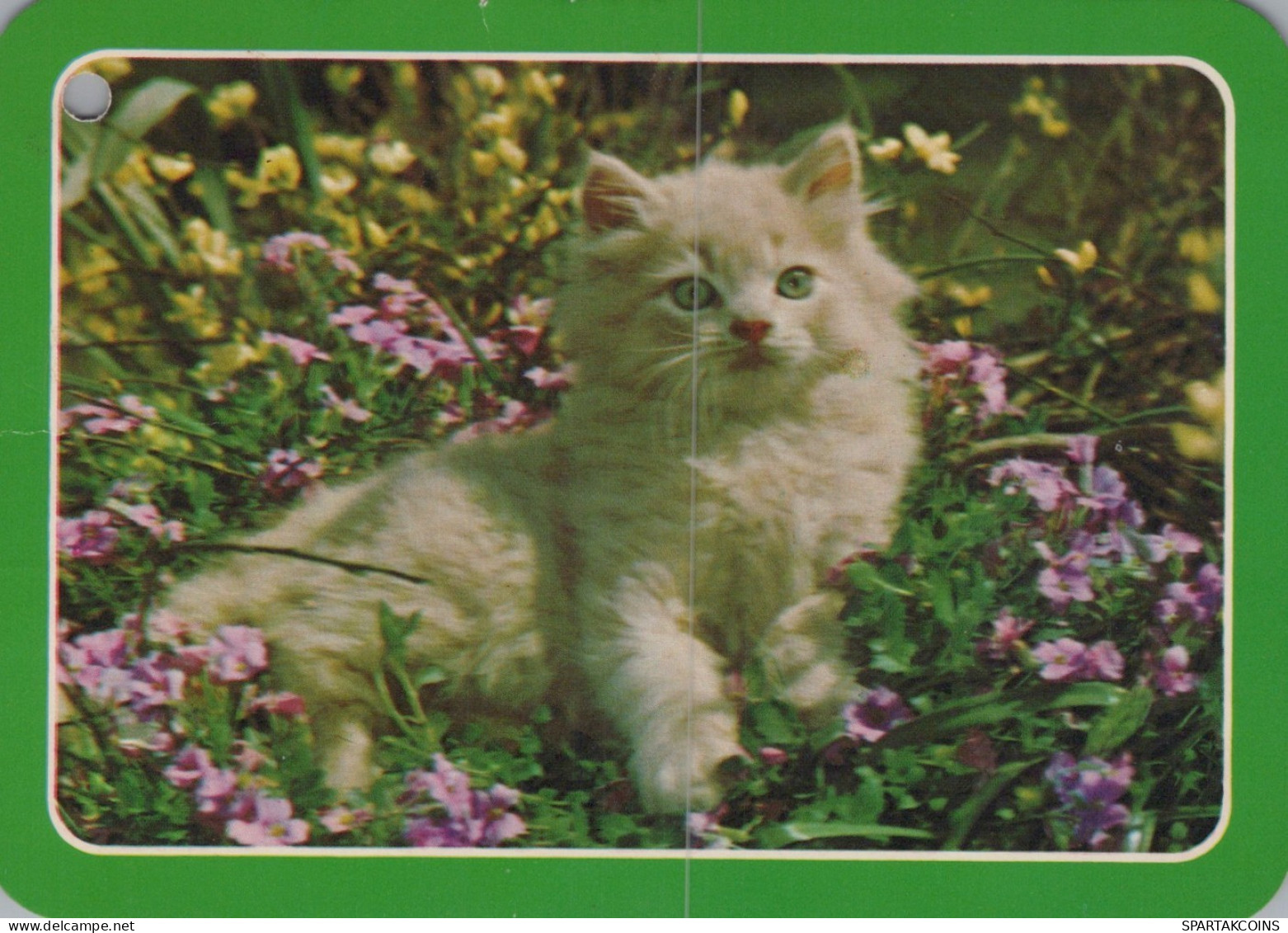 GATO GATITO Animales Vintage Tarjeta Postal CPSM #PAM365.ES - Chats