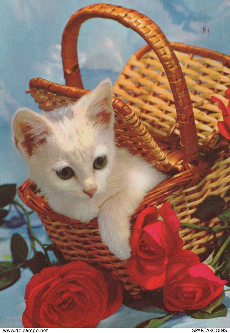 GATO GATITO Animales Vintage Tarjeta Postal CPSM #PAM619.ES - Cats