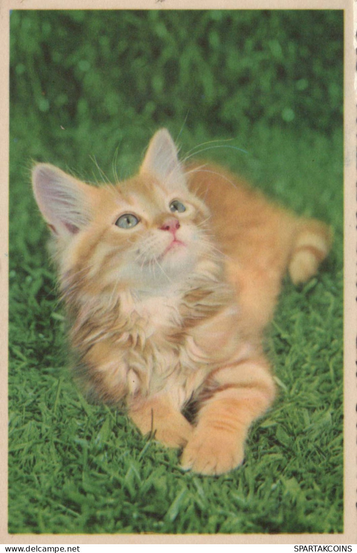 KATZE MIEZEKATZE Tier Vintage Ansichtskarte Postkarte CPA #PKE744.DE - Chats