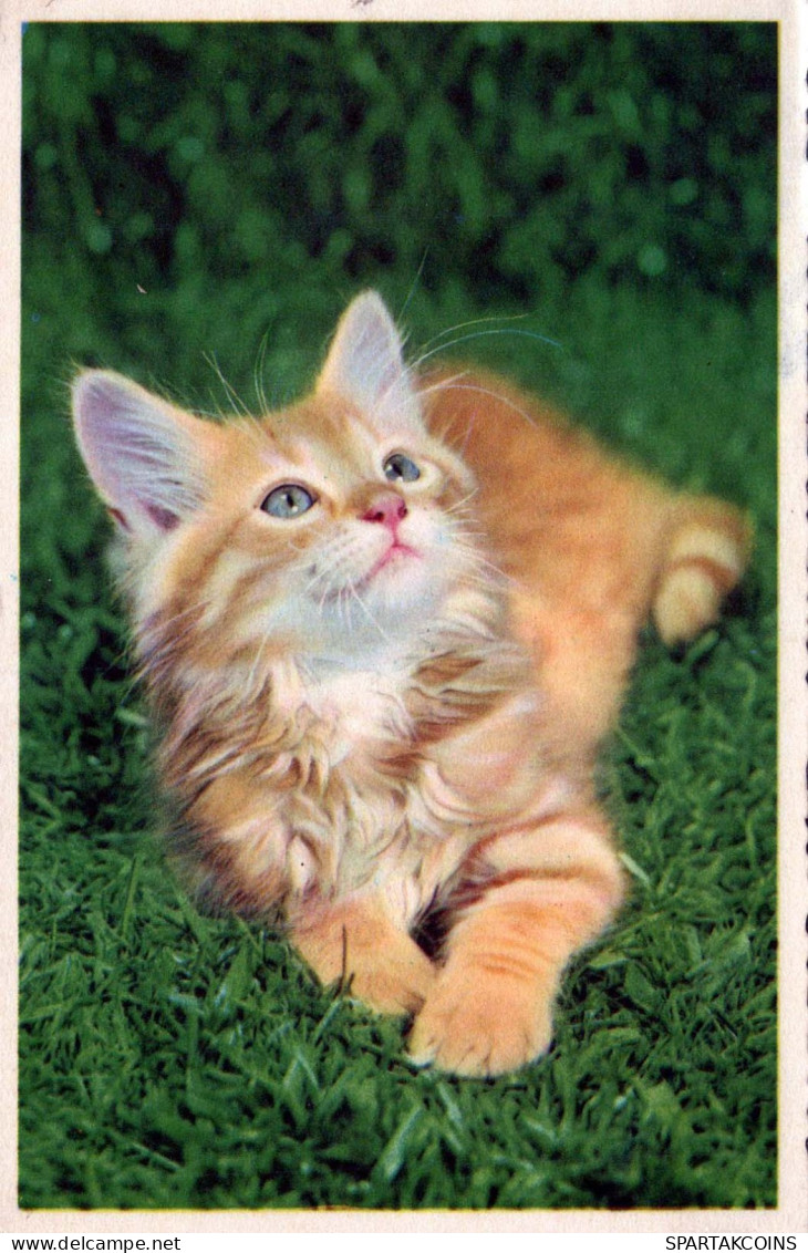 KATZE MIEZEKATZE Tier Vintage Ansichtskarte Postkarte CPA #PKE744.DE - Chats