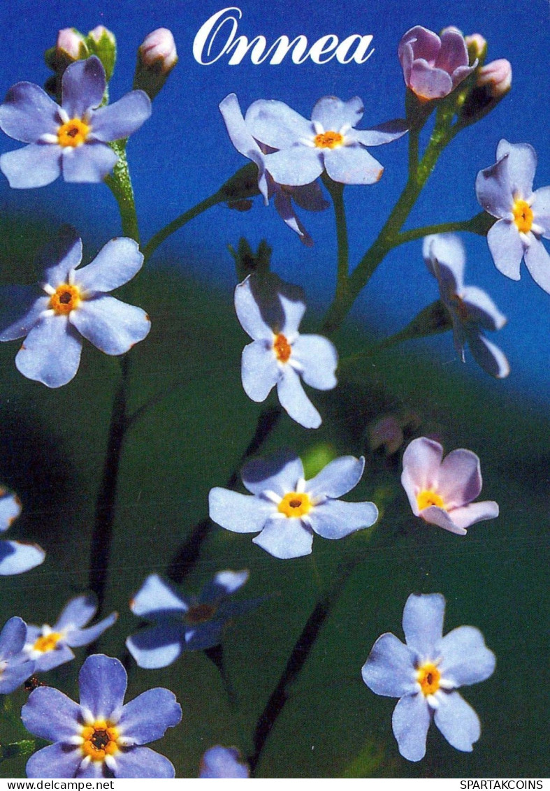 FLOWERS Vintage Ansichtskarte Postkarte CPSM #PBZ388.DE - Blumen