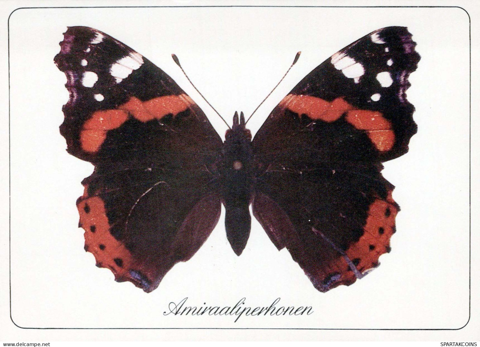 SCHMETTERLINGE Tier Vintage Ansichtskarte Postkarte CPSM #PBS415.DE - Butterflies
