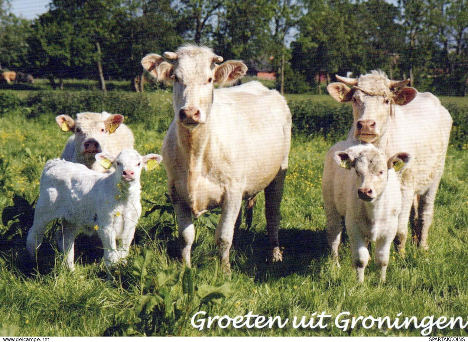 KUH Tier Vintage Ansichtskarte Postkarte CPSM #PBS940.DE - Cows