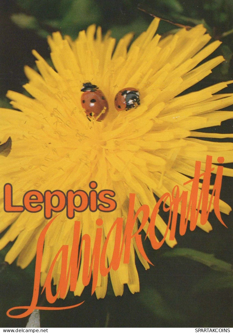 INSEKTEN Tier Vintage Ansichtskarte Postkarte CPSM #PBS476.DE - Insecten