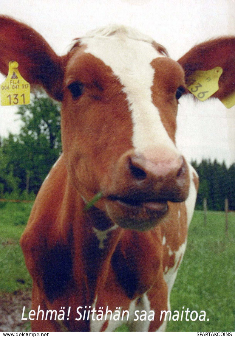 KUH Tier Vintage Ansichtskarte Postkarte CPSM #PBR813.DE - Vaches