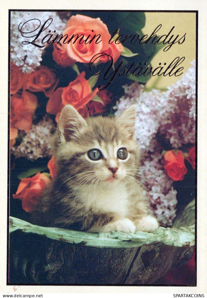 KATZE MIEZEKATZE Tier Vintage Ansichtskarte Postkarte CPSM #PBQ969.DE - Chats