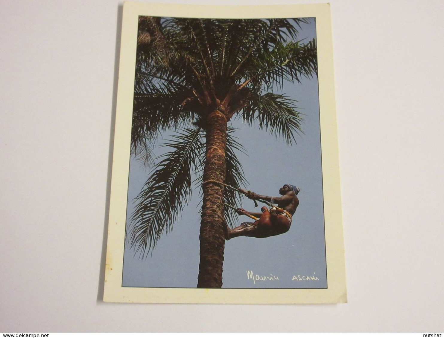 CP CARTE POSTALE SENEGAL RECOLTE VIN De PALME En CASAMANCE - Ecrite En 1989 - Senegal