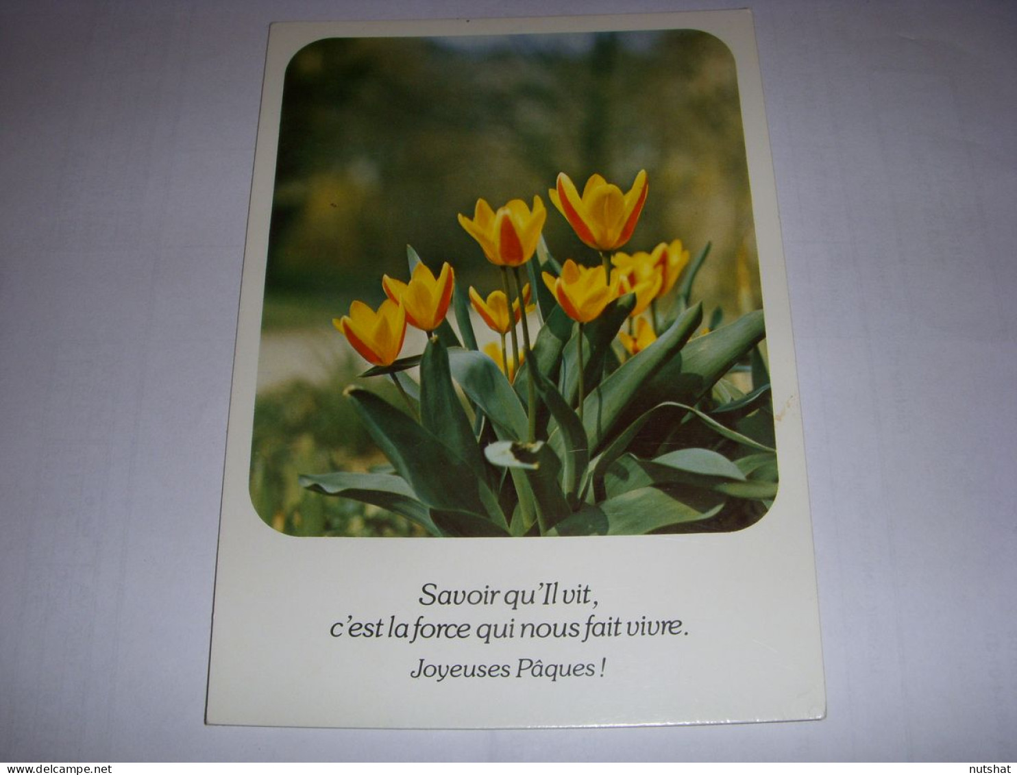 CP CARTE POSTALE RELIGIEUSE FLEURS PAQUES Savoir Qu'Il Vit - ECRITE - Other & Unclassified