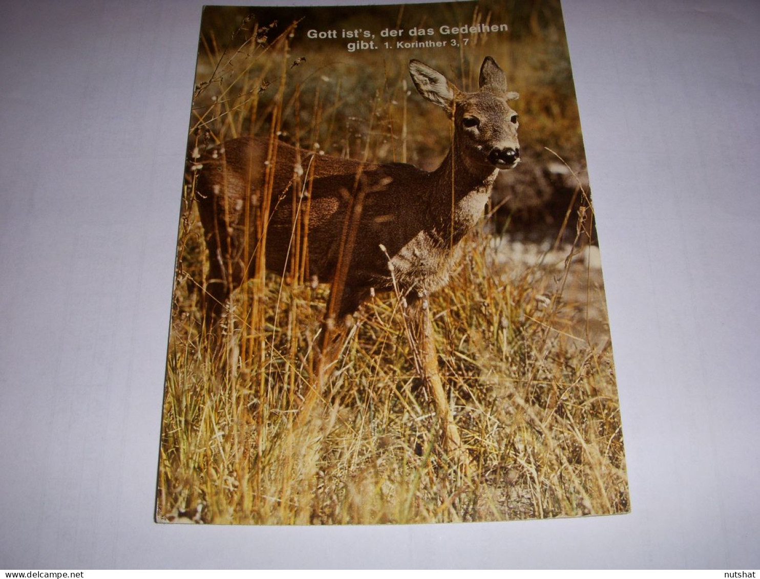 CP CARTE POSTALE RELIGIEUSE BICHE Dieu C'est La Fleur (Korinther) - ECRITE - Autres & Non Classés