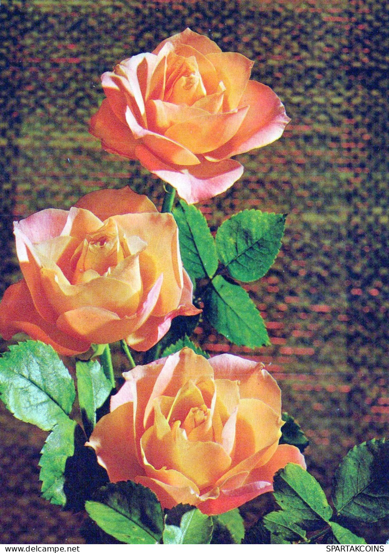 FLEURS Vintage Carte Postale CPSM #PAR979.FR - Flowers