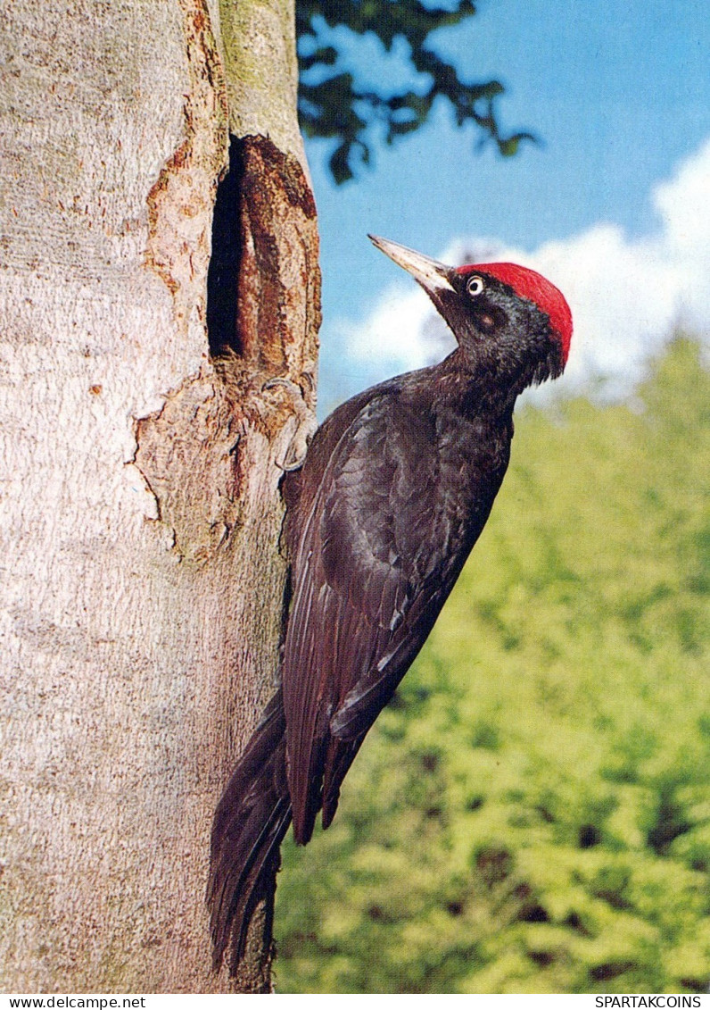 OISEAU Animaux Vintage Carte Postale CPSM #PAM748.FR - Oiseaux