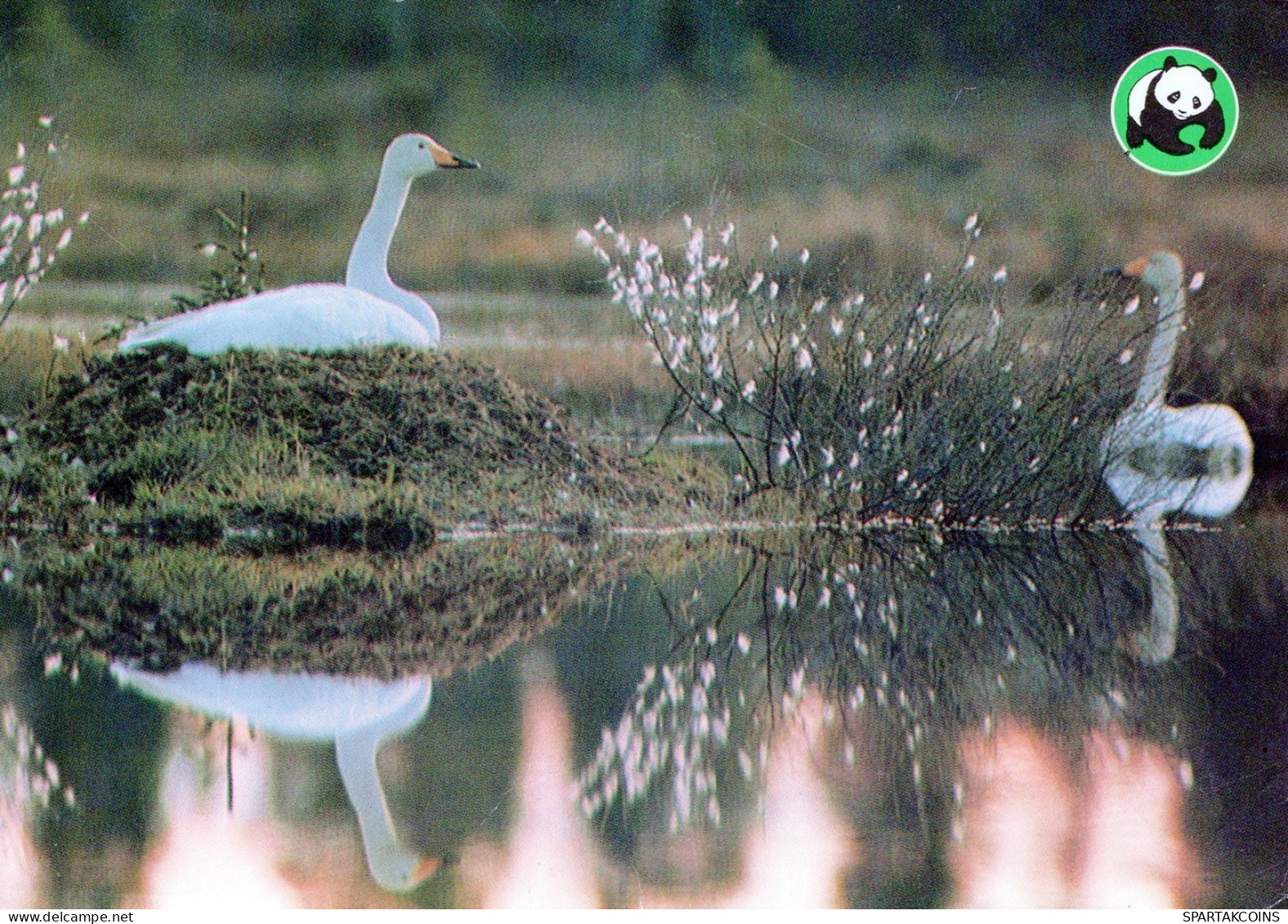 OISEAU Animaux Vintage Carte Postale CPSM #PAM685.FR - Birds