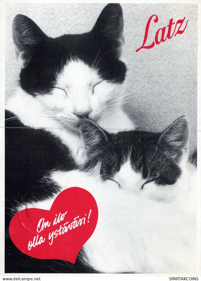CHAT CHAT Animaux Vintage Carte Postale CPSM #PAM302.FR - Cats