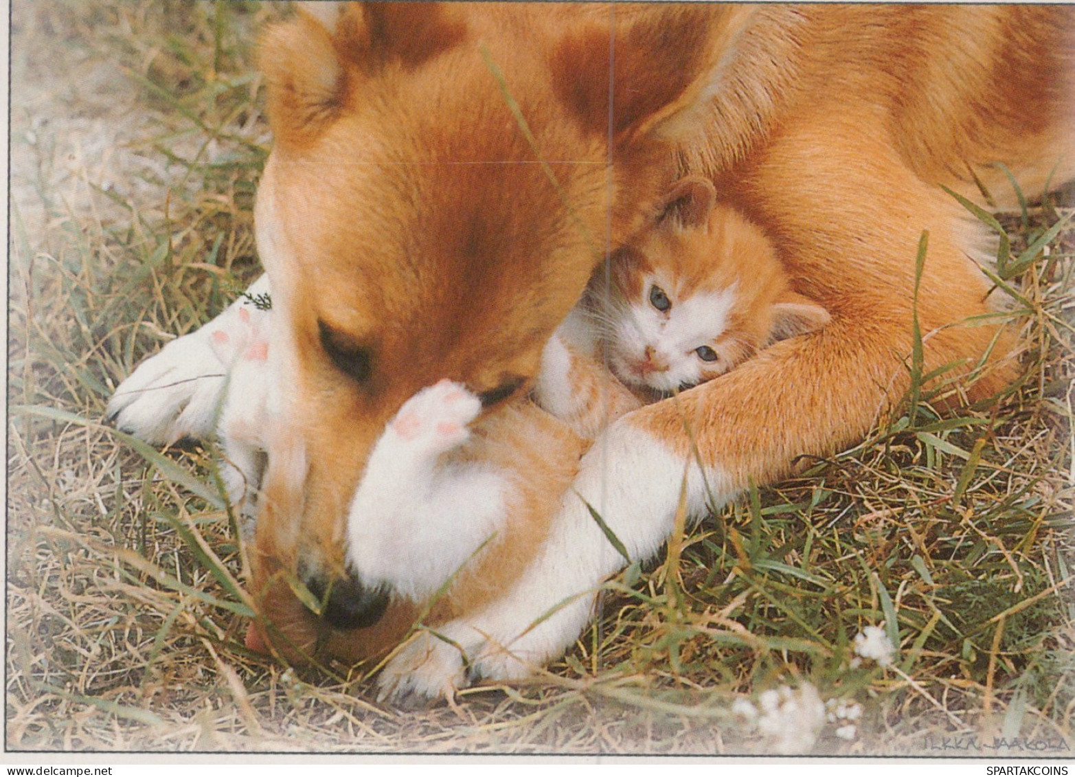 CHAT CHAT Animaux Vintage Carte Postale CPSM #PAM057.FR - Chats