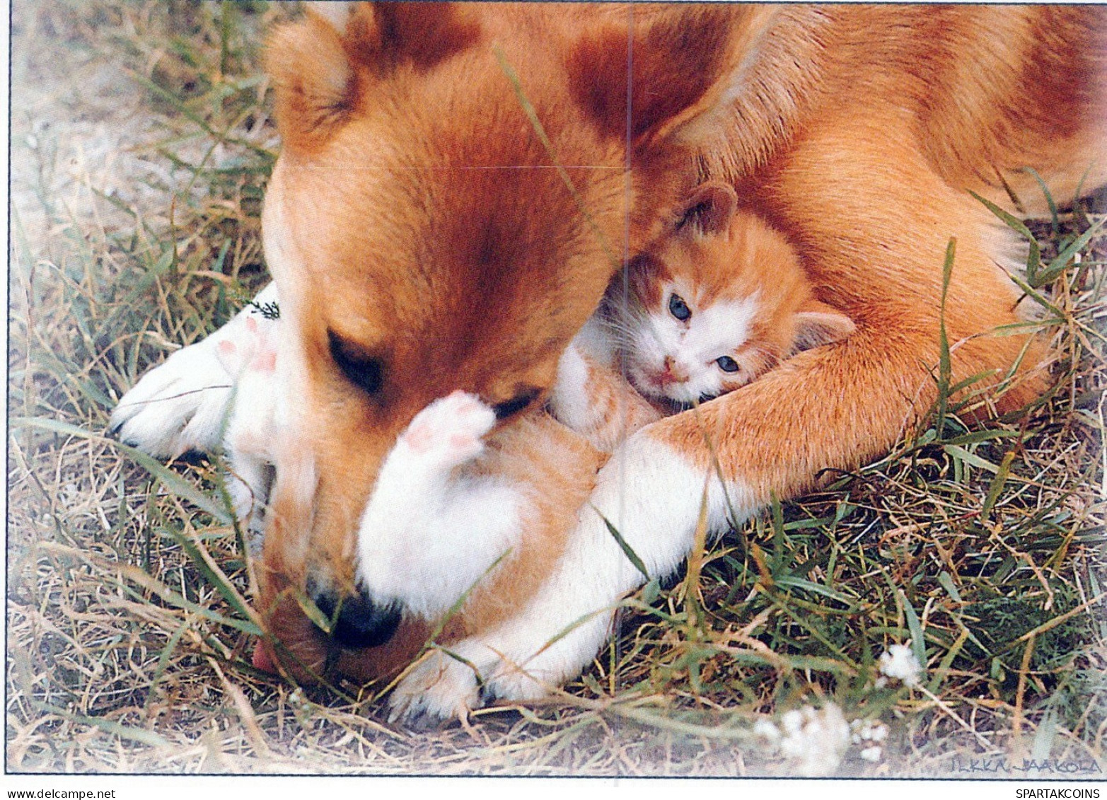 CHAT CHAT Animaux Vintage Carte Postale CPSM #PAM057.FR - Chats