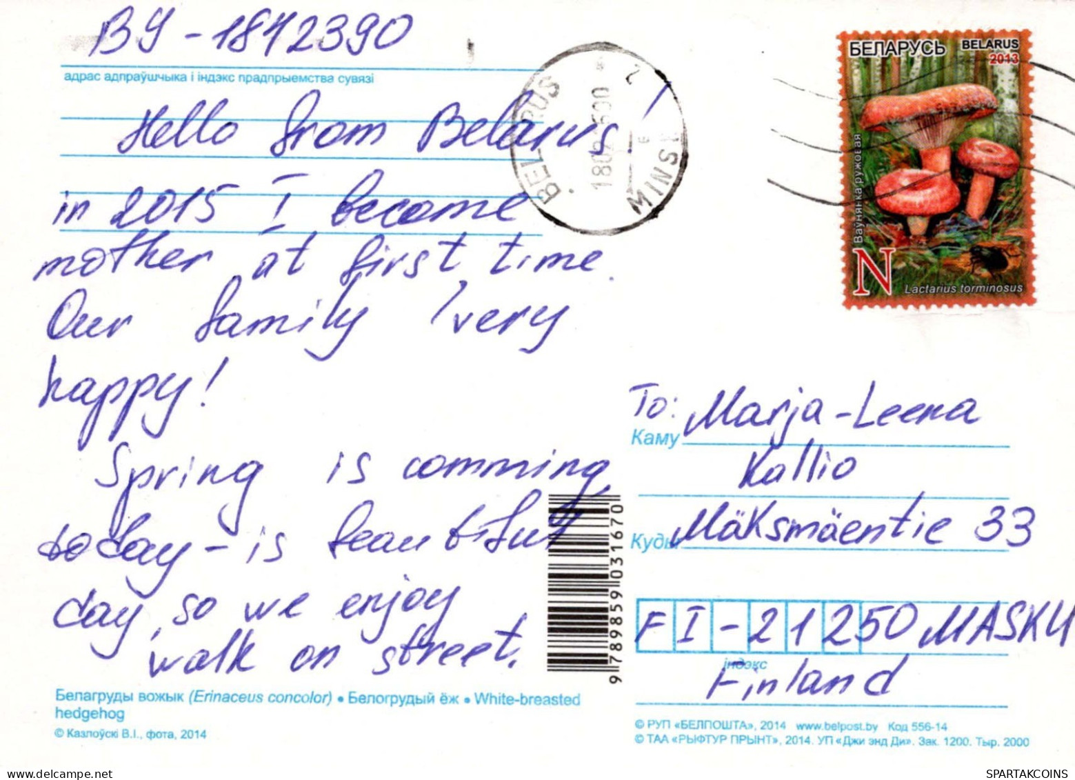 ERIZO Animales Vintage Tarjeta Postal CPSM #PBR231.ES - Other & Unclassified