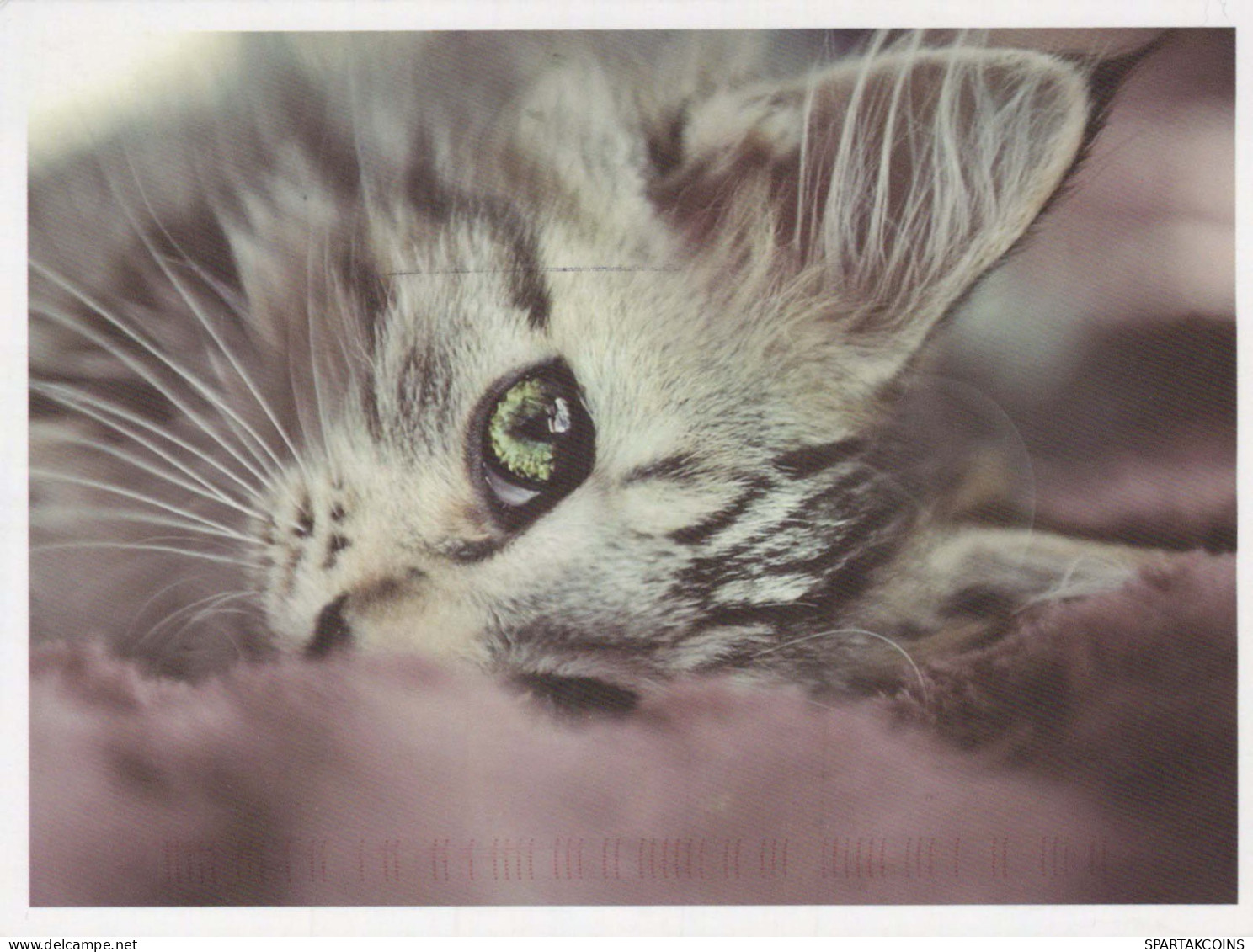 GATO GATITO Animales Vintage Tarjeta Postal CPSM #PBQ718.ES - Katzen