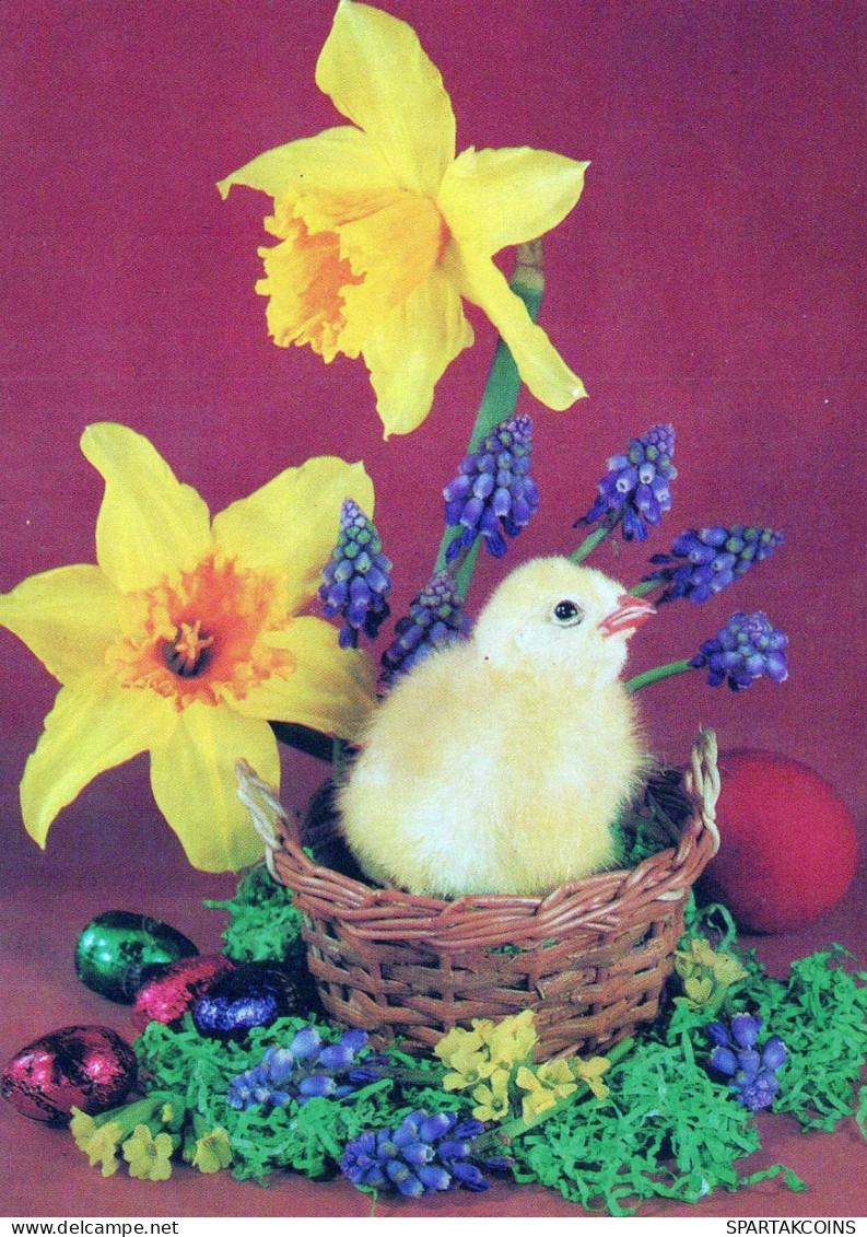 PASCUA POLLO HUEVO Vintage Tarjeta Postal CPSM #PBP174.ES - Easter