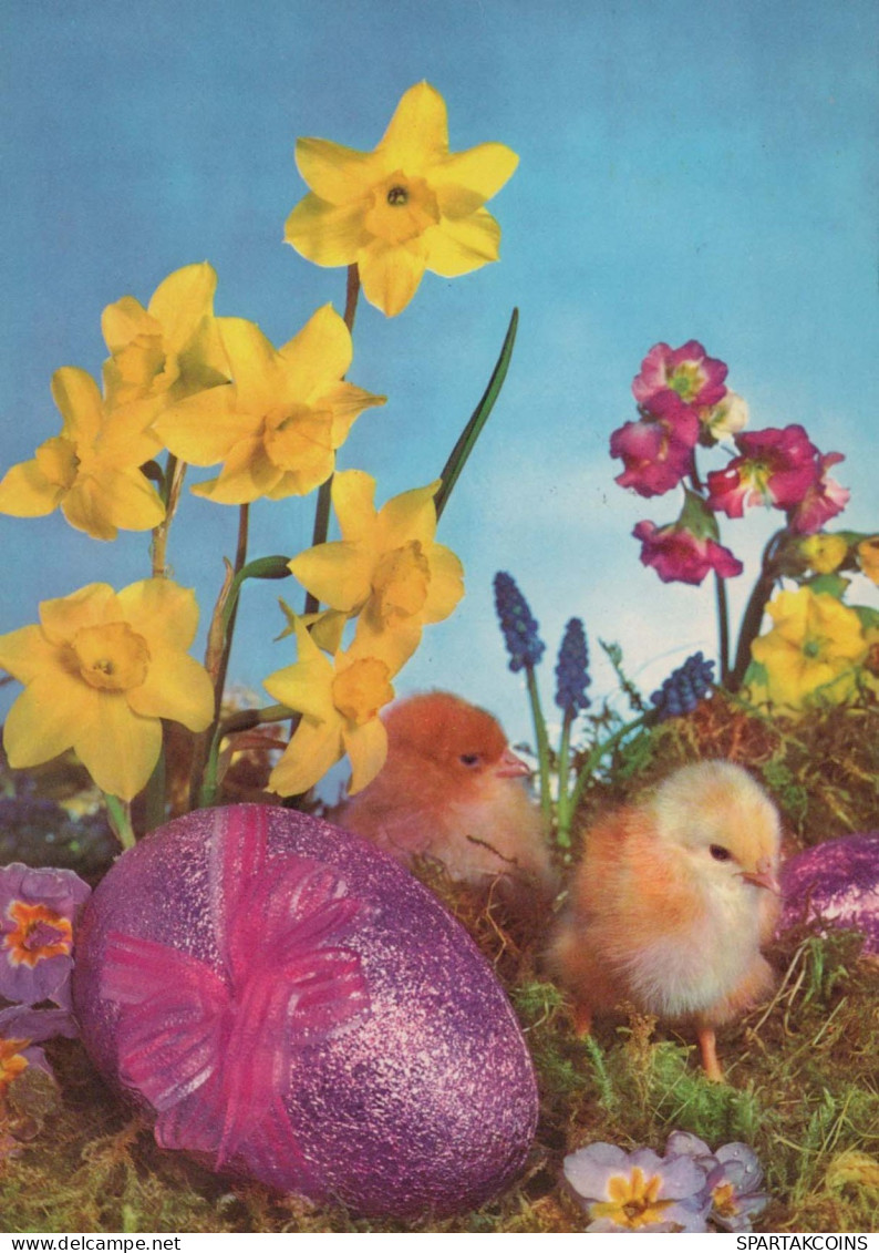 PASCUA POLLO HUEVO Vintage Tarjeta Postal CPSM #PBP235.ES - Easter