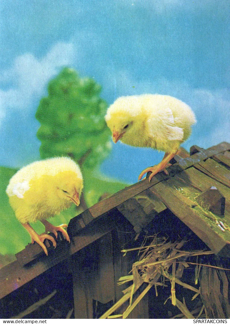 PASCUA POLLO HUEVO Vintage Tarjeta Postal CPSM #PBO734.ES - Ostern