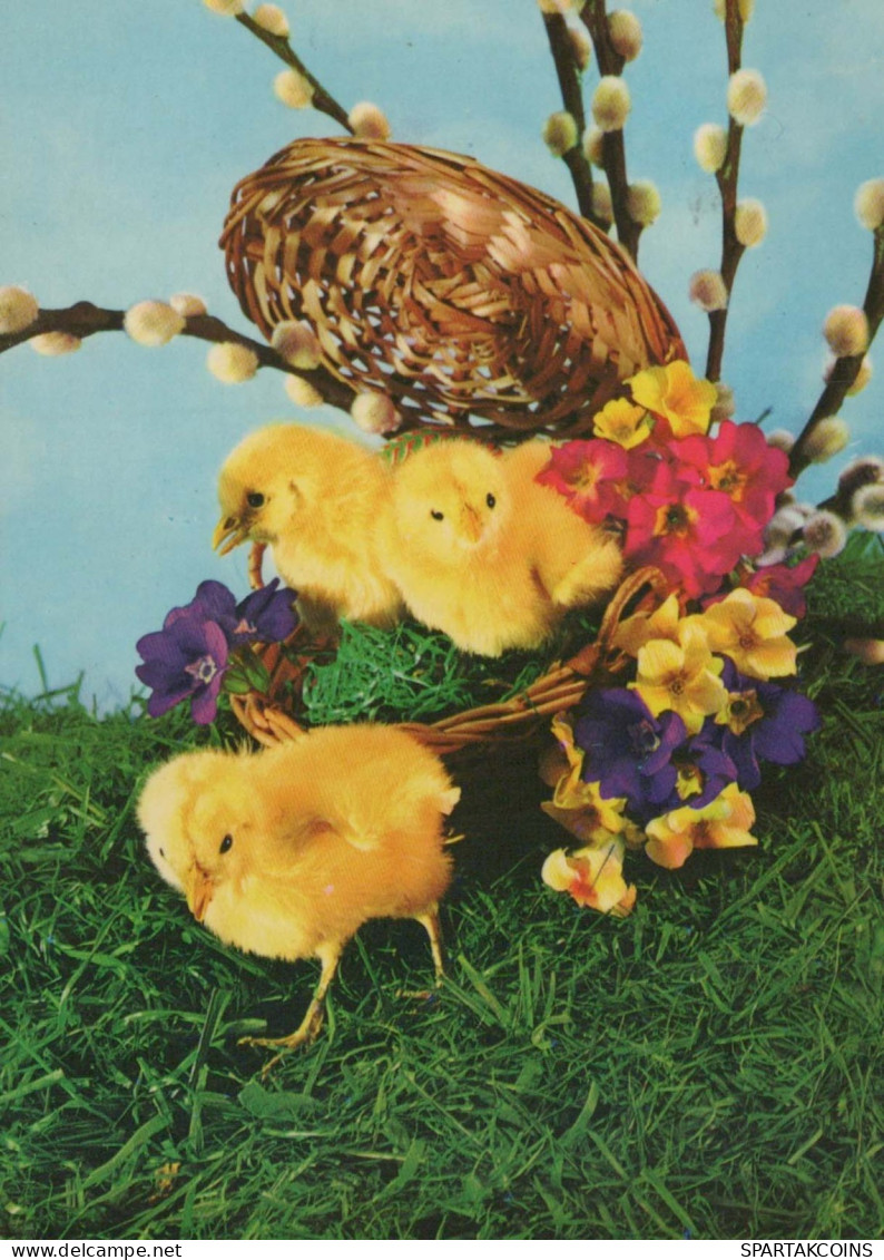 PASCUA POLLO HUEVO Vintage Tarjeta Postal CPSM #PBO610.ES - Easter