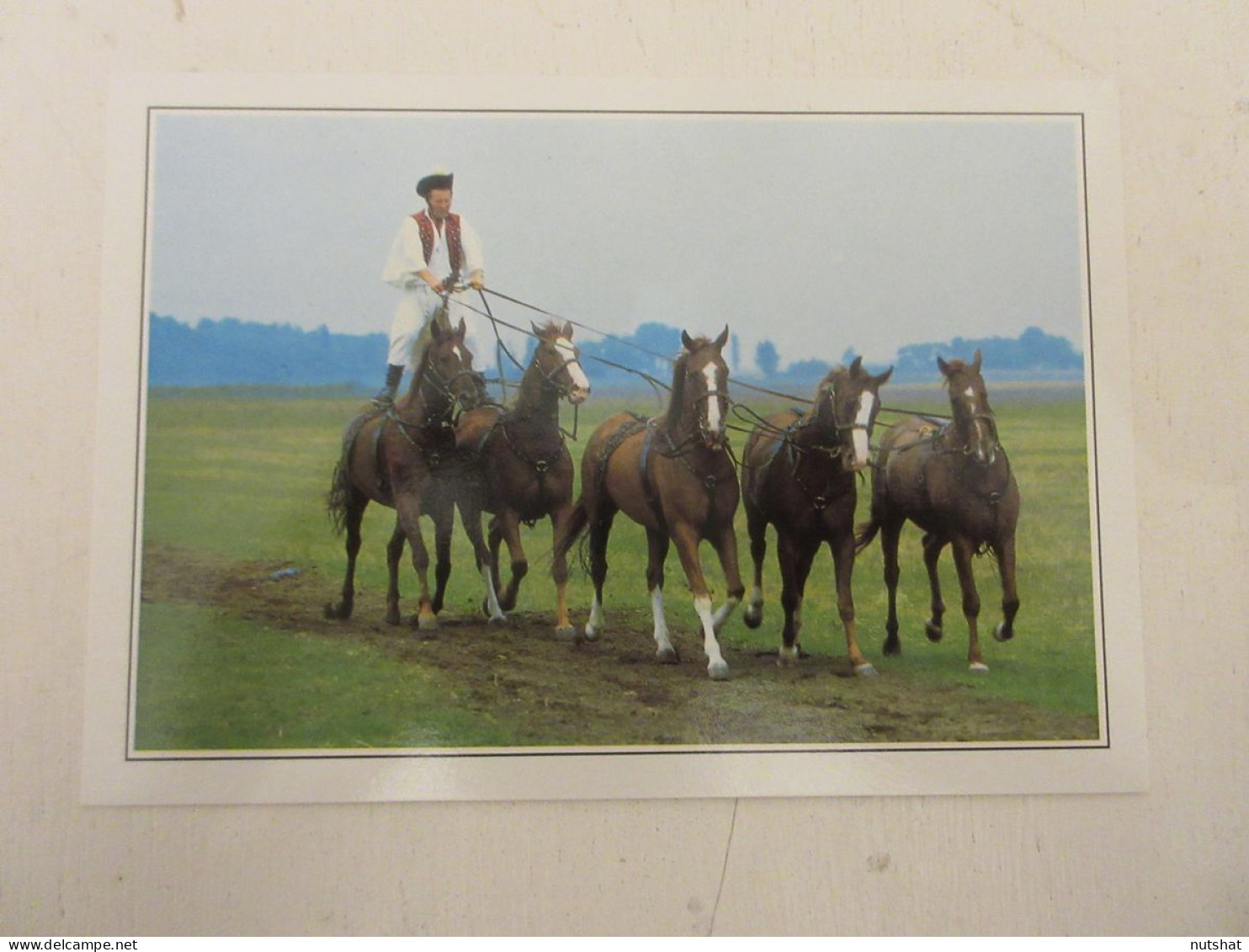 CP CARTE 04-D01 HONGRIE PUSZTA CHEVAUX DANS STEPPE COSTUME TRADITIONNEL MAGYAR - Hungary