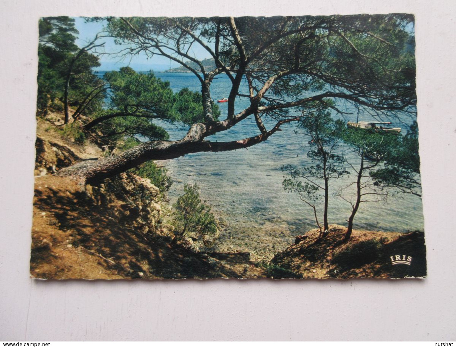 CP CARTE POSTALE VAR ILE De PORQUEROLLES Les PINS Sur Les ROCHERS                - Porquerolles