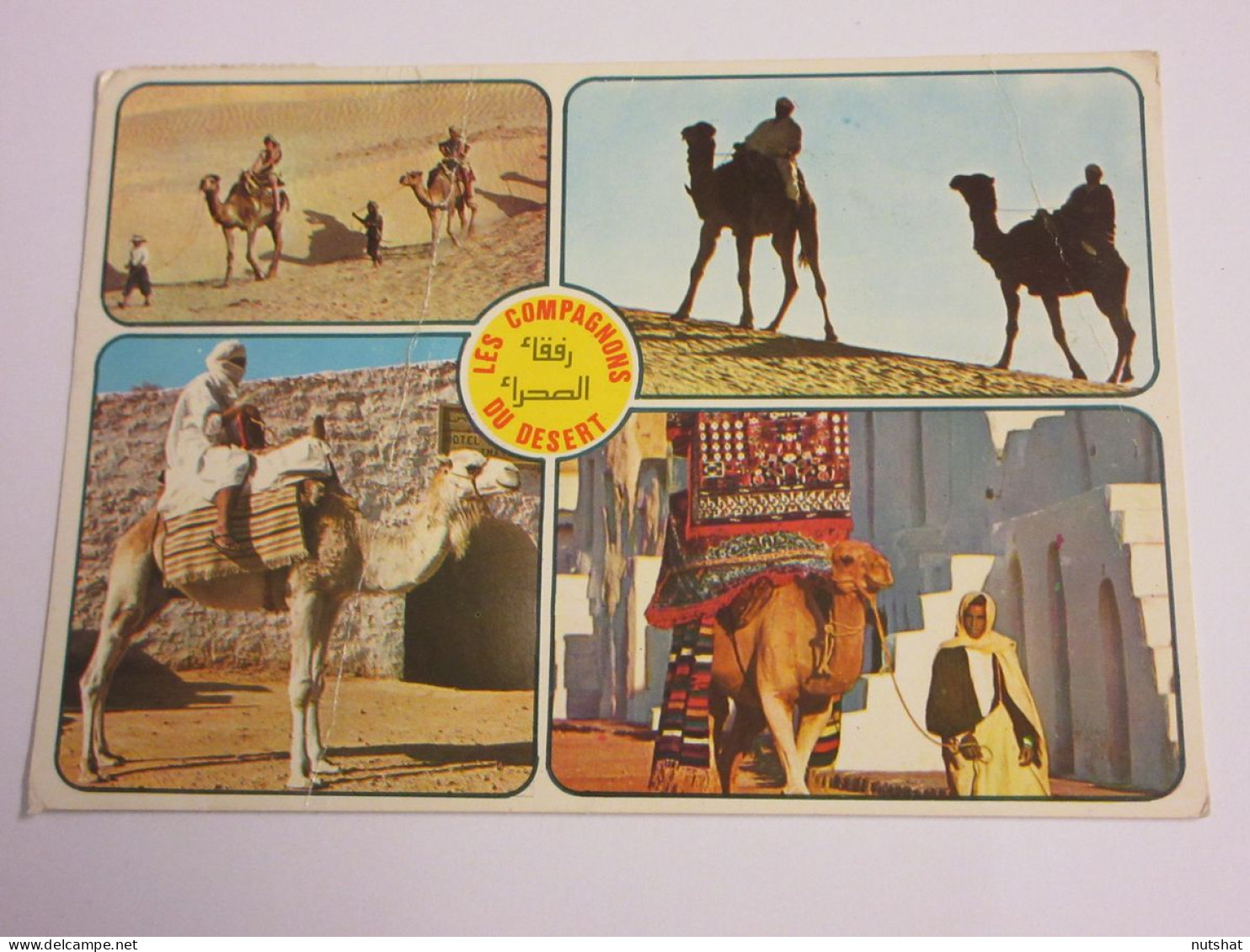 CP CARTE POSTALE TUNISIE Les CHAMEAUX Les COMPAGNONS Du DESERT - Ecrite - Tunisie