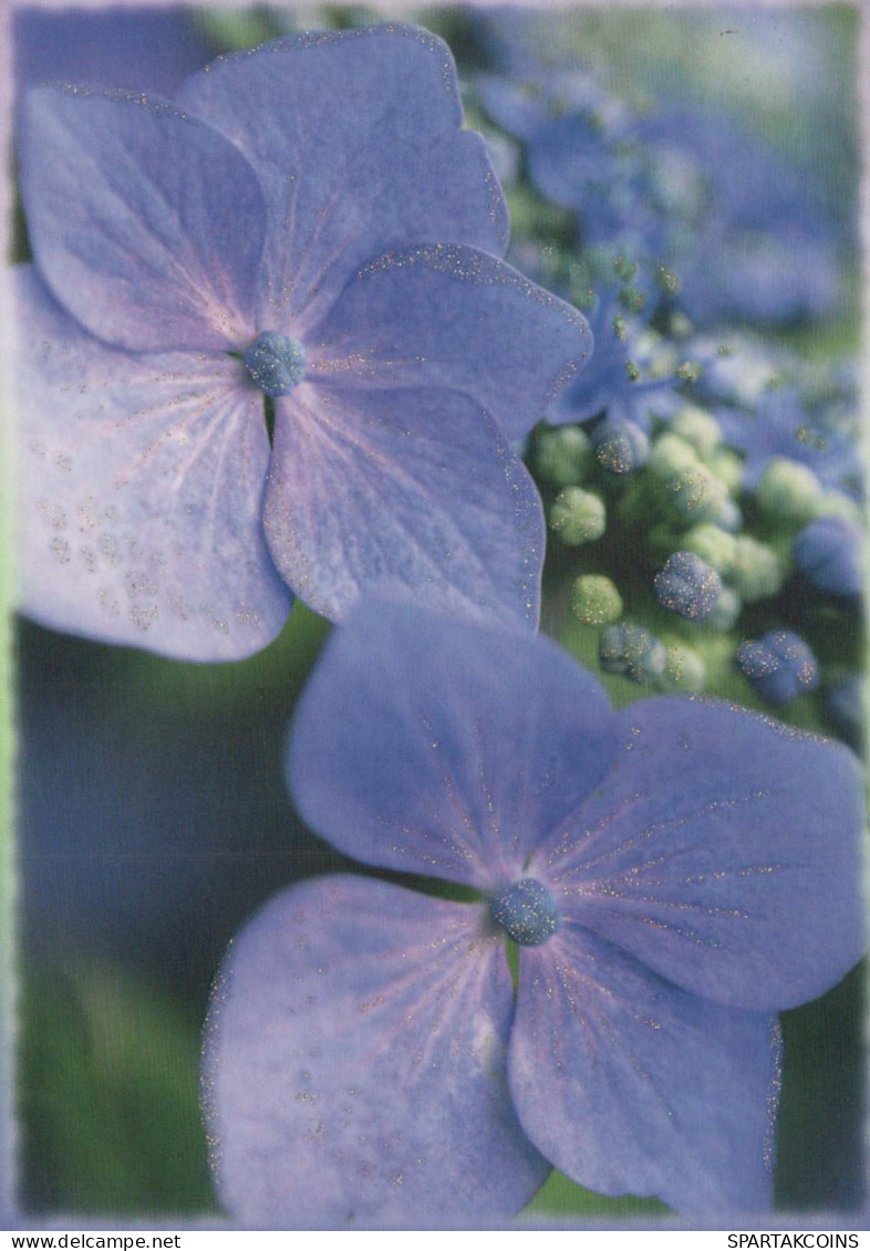 FLOWERS Vintage Postcard CPSM #PAS518.GB - Flowers