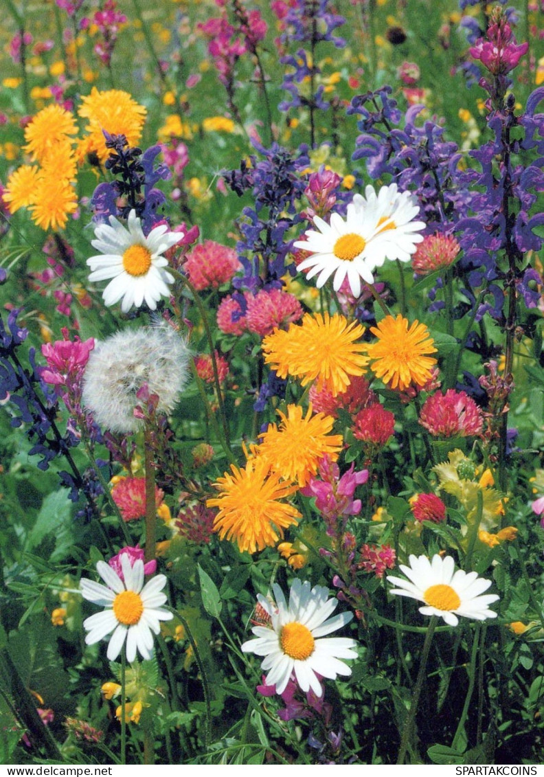 FLOWERS Vintage Postcard CPSM #PAS458.GB - Fleurs