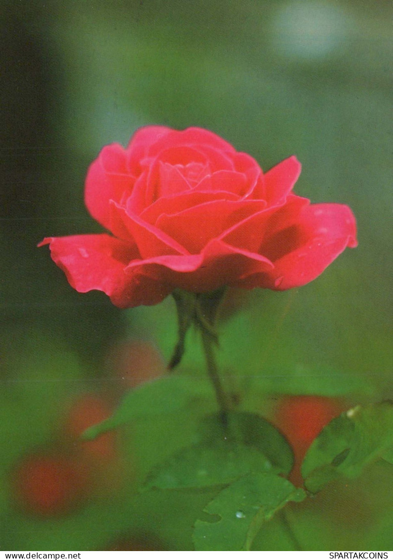 FLOWERS Vintage Postcard CPSM #PAS218.GB - Blumen