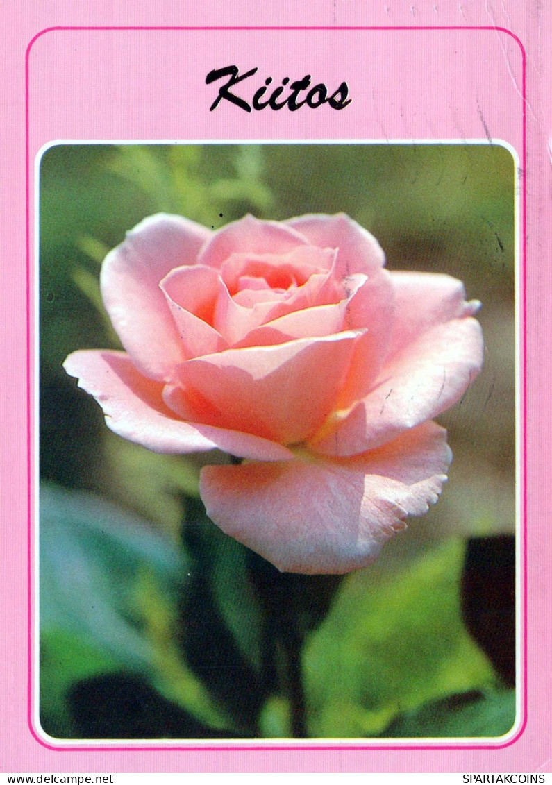 FLOWERS Vintage Postcard CPSM #PAS278.GB - Blumen