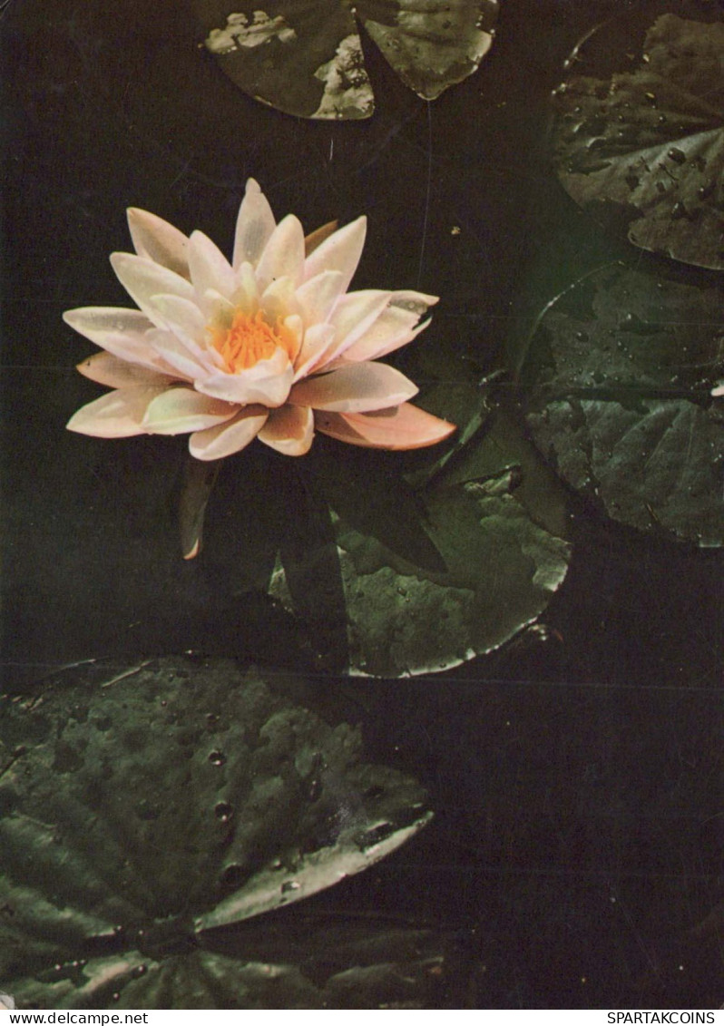 FLOWERS Vintage Postcard CPSM #PAR256.GB - Fiori