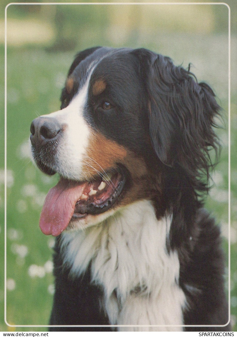 DOG Animals Vintage Postcard CPSM #PAN426.GB - Dogs