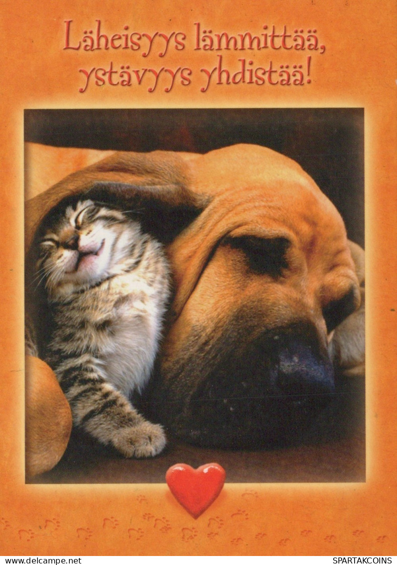 DOG Animals Vintage Postcard CPSM #PAN555.GB - Chiens