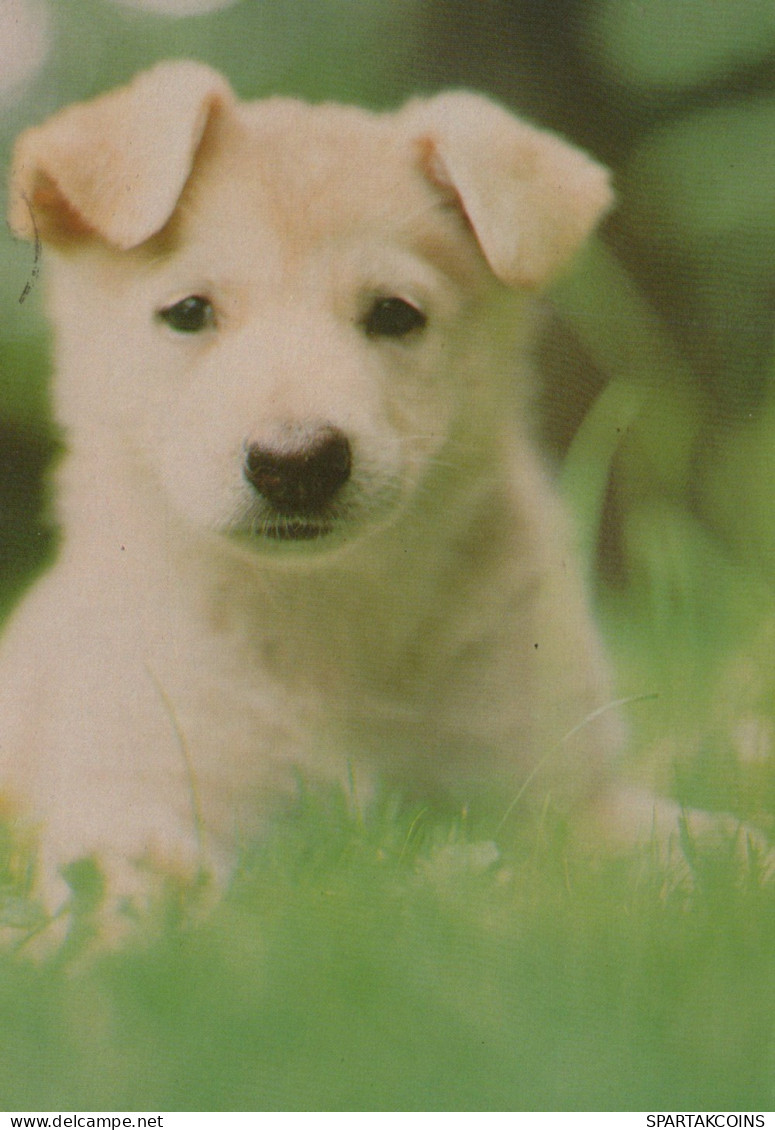 DOG Animals Vintage Postcard CPSM #PAN619.GB - Dogs