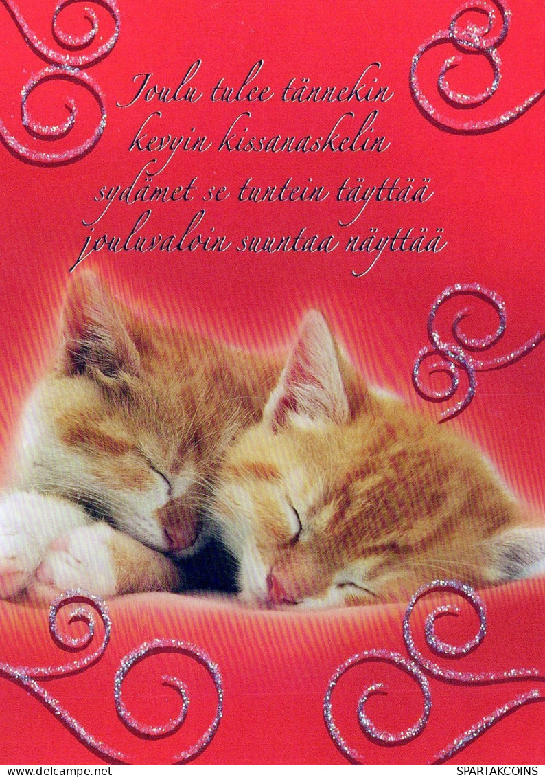 CAT KITTY Animals Vintage Postcard CPSM #PAM552.GB - Gatos