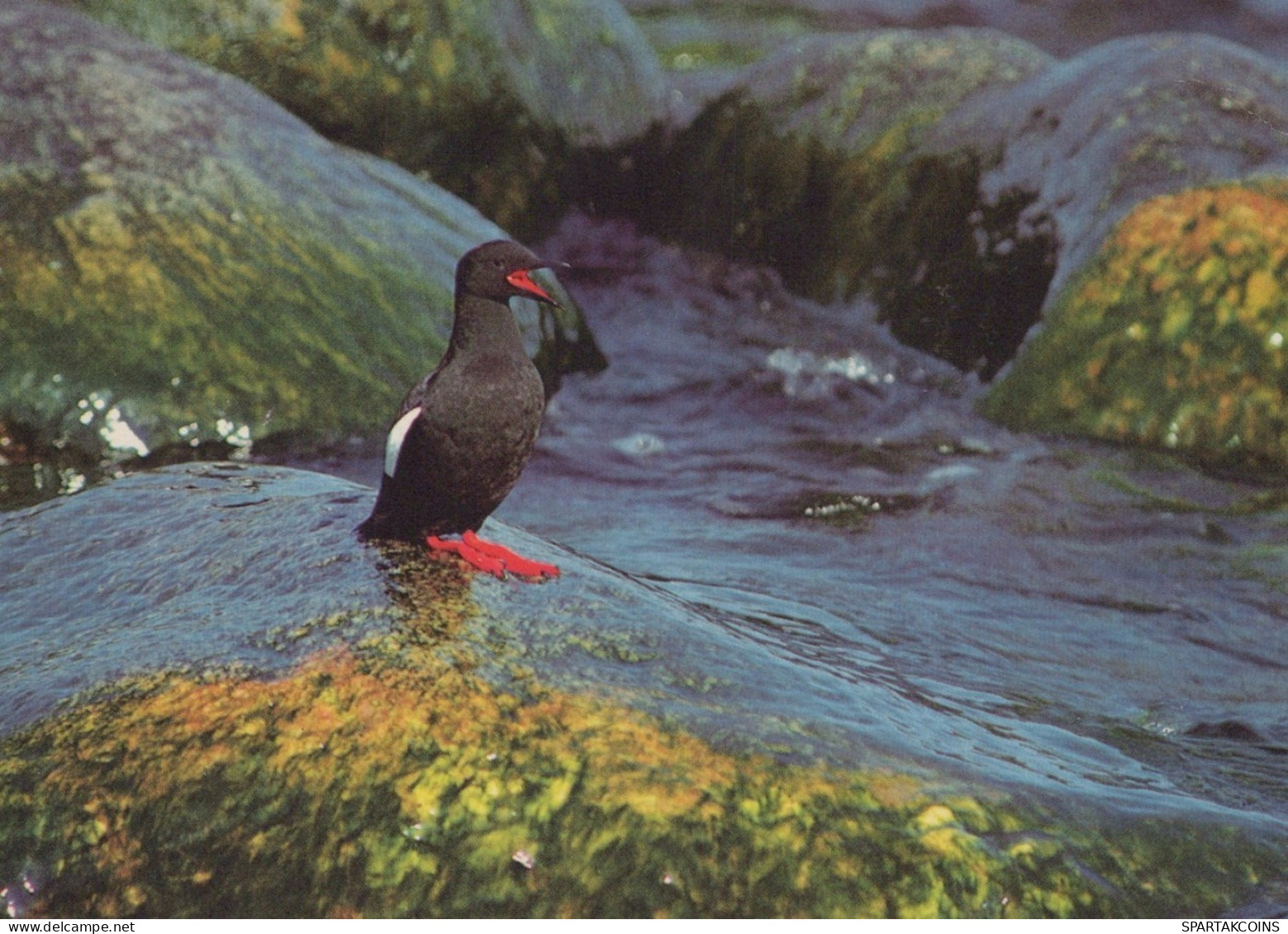 BIRD Animals Vintage Postcard CPSM #PAN116.GB - Oiseaux