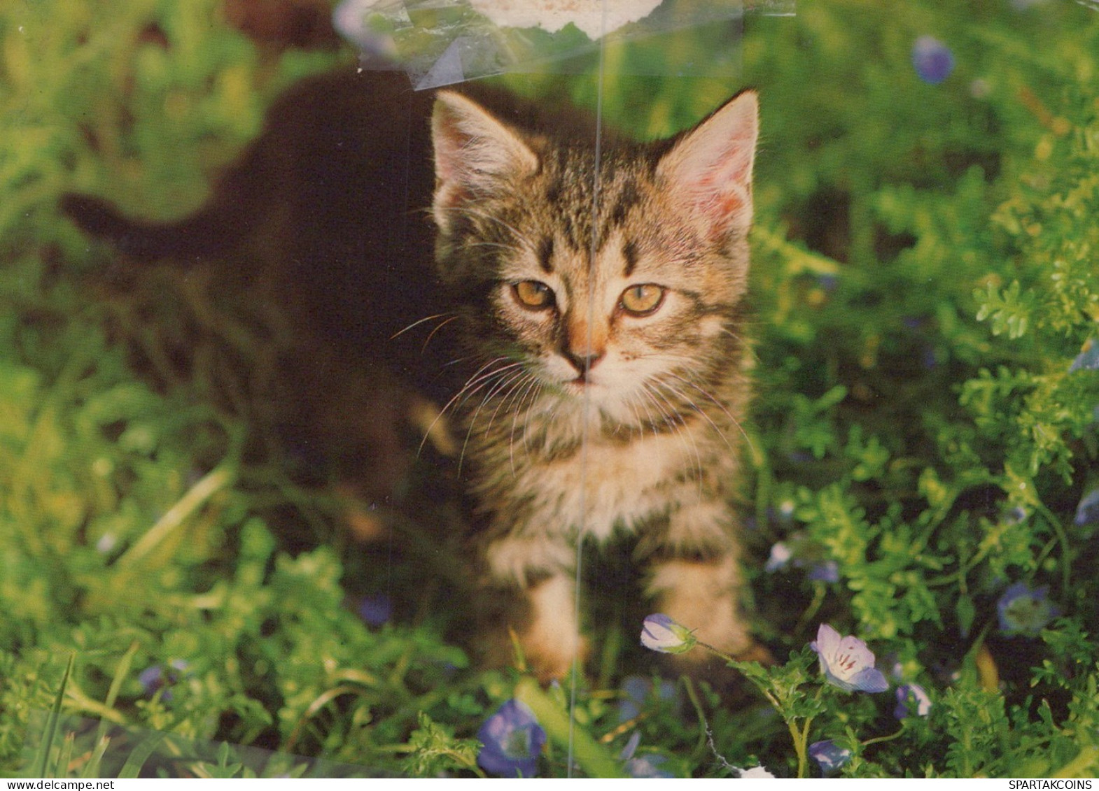CAT KITTY Animals Vintage Postcard CPSM #PAM364.GB - Gatos