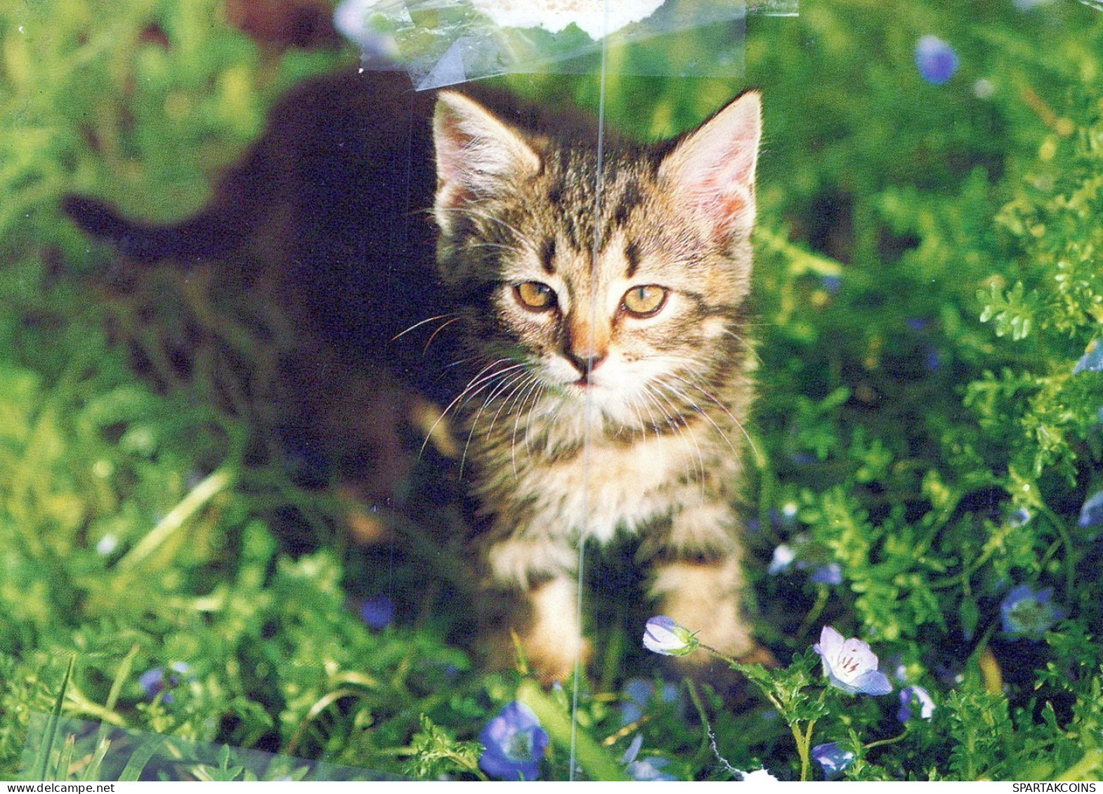 CAT KITTY Animals Vintage Postcard CPSM #PAM364.GB - Gatos
