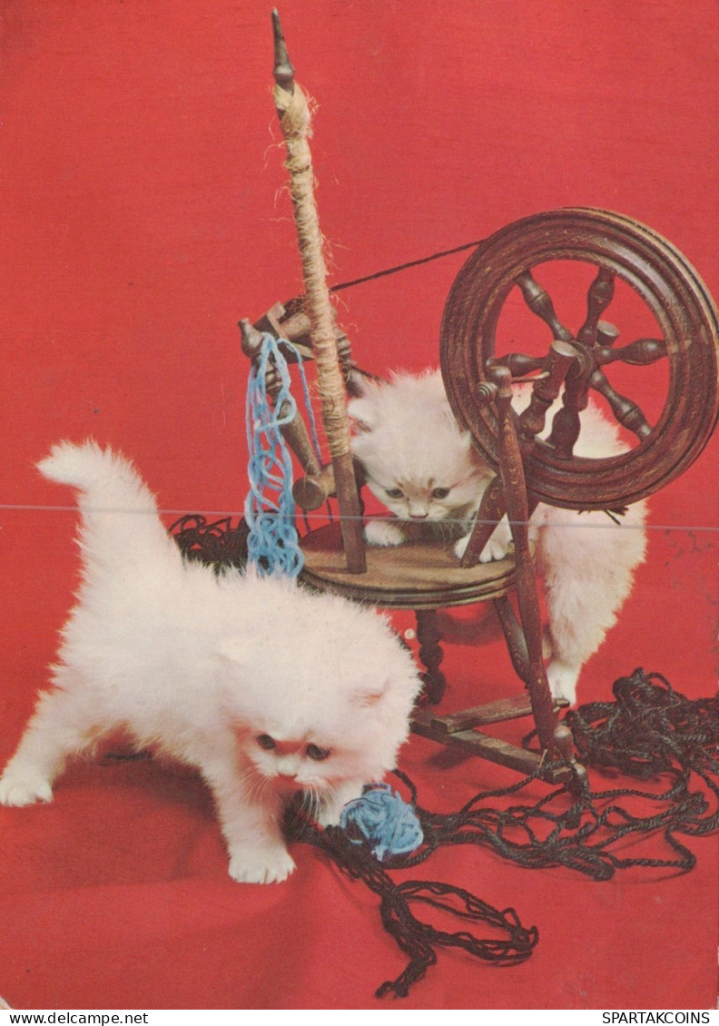 CAT KITTY Animals Vintage Postcard CPSM #PAM300.GB - Cats