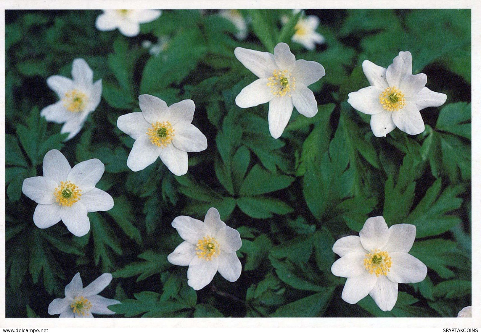 FLEURS Vintage Carte Postale CPSM #PBZ387.FR - Blumen