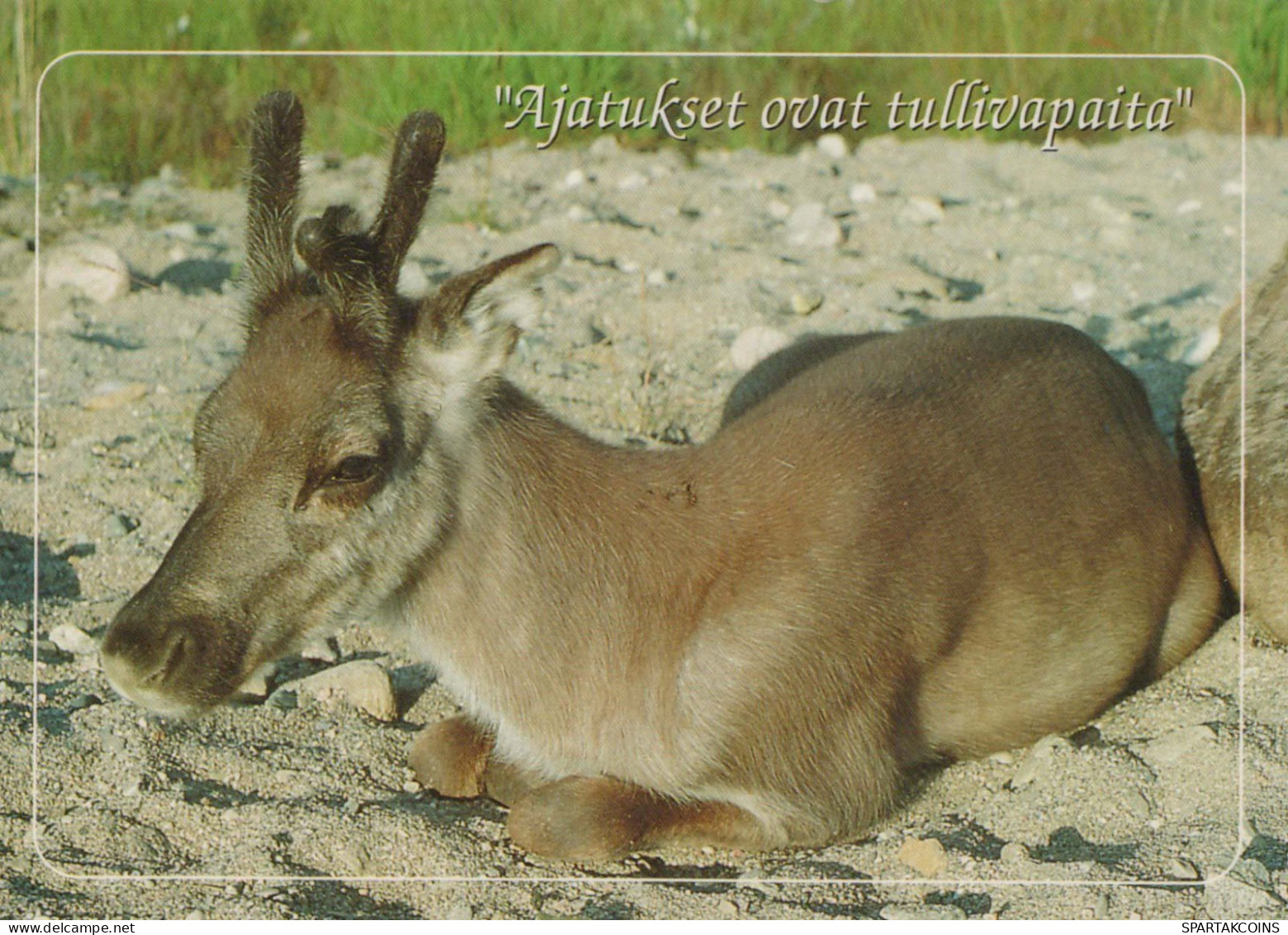 CERF Animaux Vintage Carte Postale CPSM #PBS536.FR - Altri & Non Classificati