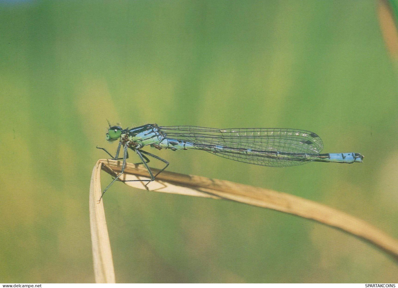 INSECTES Animaux Vintage Carte Postale CPSM #PBS475.FR - Insects