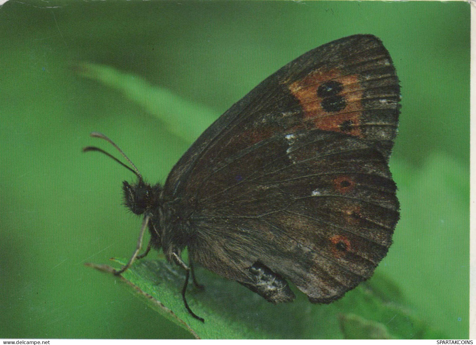 PAPILLONS Animaux Vintage Carte Postale CPSM #PBS414.FR - Butterflies