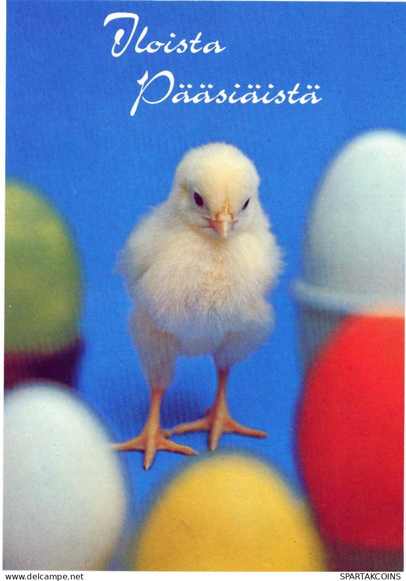 PÂQUES POULET ŒUF Vintage Carte Postale CPSM #PBO988.FR - Easter