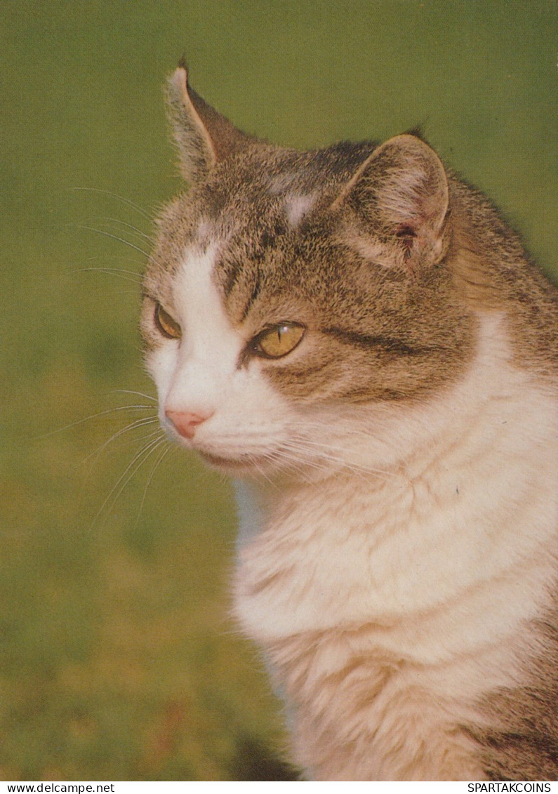 GATTO KITTY Animale Vintage Cartolina CPSM #PAM556.IT - Katzen