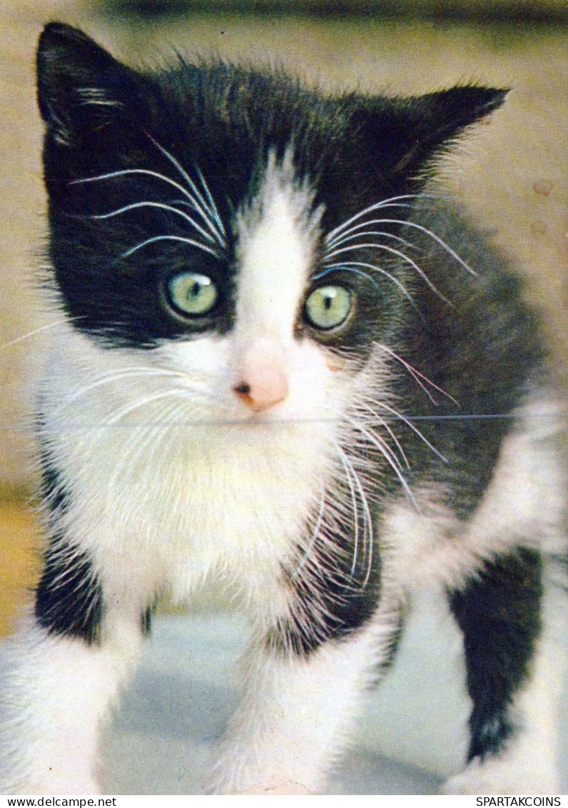 GATTO KITTY Animale Vintage Cartolina CPSM #PAM182.IT - Chats